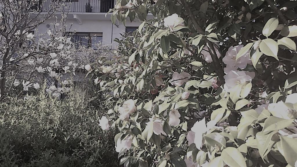 Pavone Canavese B&B Casa Passito المظهر الخارجي الصورة